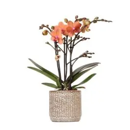 Orchidee in Earth striped pot - Superprijs