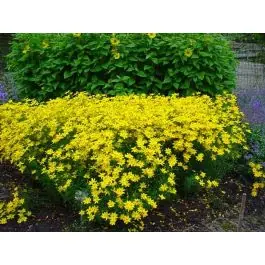 Meest verkocht - Coreopsis Grandiflora