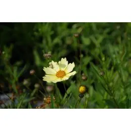 Coreopsis Full Moon | Nog enkele stuks