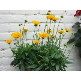 Coreopsis Early Sunrise - Trending