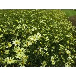 Nieuw | Coreopsis Moonbeam