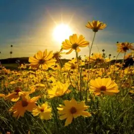 Coreopsis Sunray - Tijdelijk aanbod
