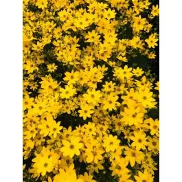 Coreopsis Zagreb | Bestel nu
