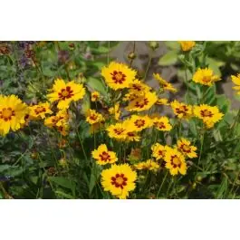 Coreopsis Sonnenkind | Veilig winkelen