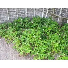 Fragaria vesca - Veel gevraagd