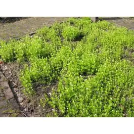 Galium odoratum - Uitverkoop
