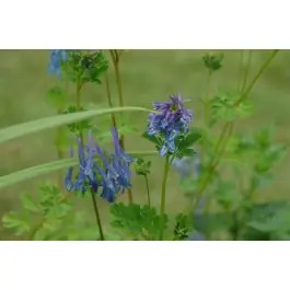 Nieuw in het assortiment - Corydalis elata