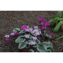 Gratis retourneren - Cyclamen coum