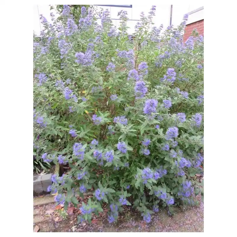 Goed beoordeeld | Caryopteris Heavenly Blue