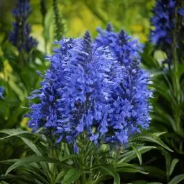 Caryopteris cland. ‘Kew Blue‘ | Uitverkoop