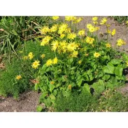 Doronicum orientale - Nog maar enkele beschikbaar