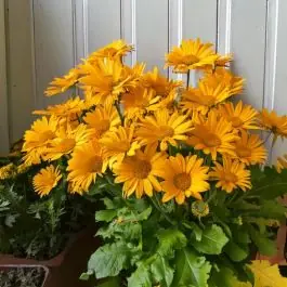 Net binnen | Doronicum Magnificum