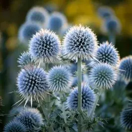 Fabrieksprijs | Echinops Star Frost