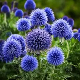Echinops Veitch‘s Blue - Expreslevering
