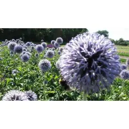 Echinops Taplow Blue | Profiteer nu