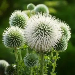 Snelle levering | Echinops Albus