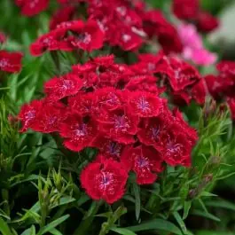 Veilig betalen - Dianthus Leuchtfunck