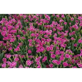 Extra korting | Dianthus Pink Kisses