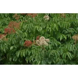 Tetradium daniellii - Aanbieding