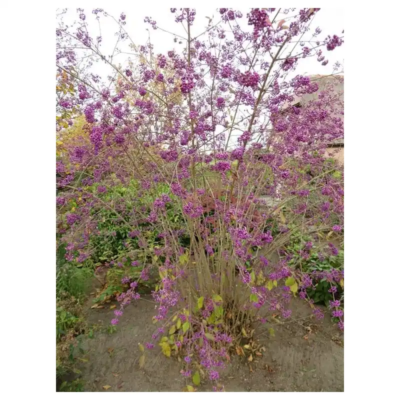 Uitverkoop - Callicarpa Profusion