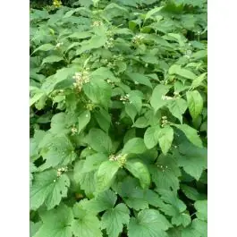 Voordeelprijs - Callicarpa Leucocarpa
