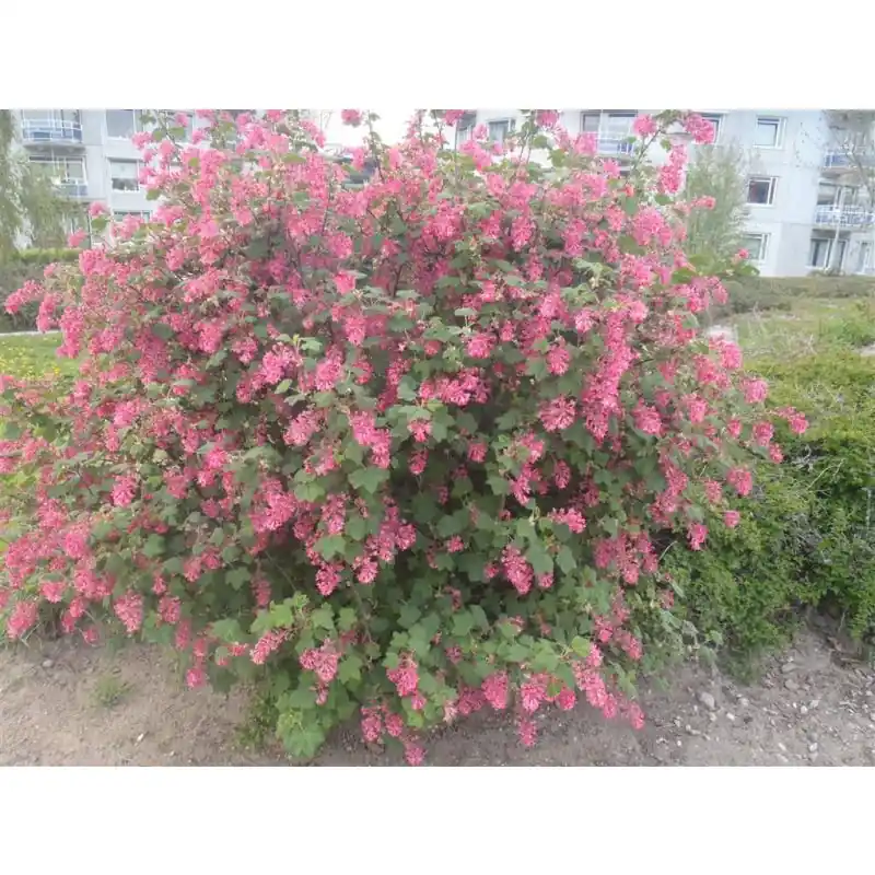 Prijs verlaagd | Ribes King Edward VII