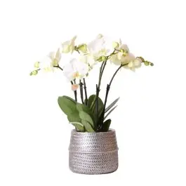 Tijdelijk aanbod - Orchidee in Industrieel zilver