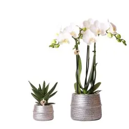 Lage prijs | Planten duo in Industrieel zilver