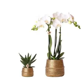 Planten duo in Industrieel Goud - Verlaagde prijs