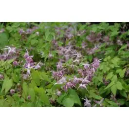 Epimedium Akebono | Online kopen