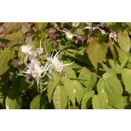 Epimedium grandiflorum - Topkwaliteit