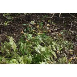 Epimedium Amber Queen - Nu beschikbaar