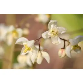 Flitsaanbieding | Epimedium pubigerum