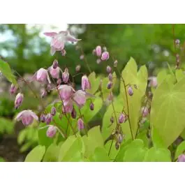 Epimedium Rose Queen - Actieprijs