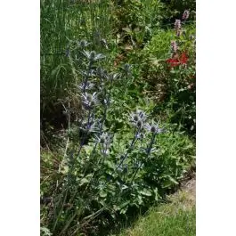 Laatste kans | Eryngium Big Blue