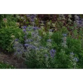 Eryngium bourgatii - Alleen vandaag