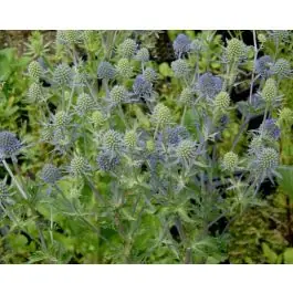 Outlet - Eryngium Blauer Zwerg