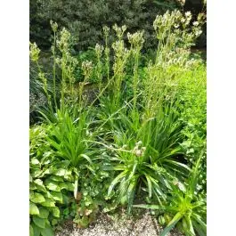 Bestel nu | Eryngium yuccifolium