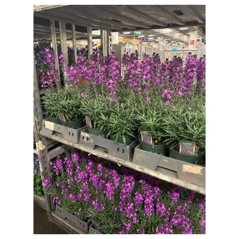 Scherp geprijsd | Erysimum Bowles Mauve