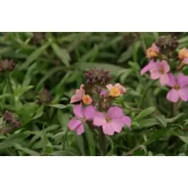 Professionele kwaliteit - Erysimum Constant Cheer