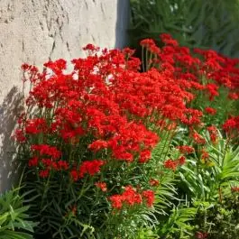 Nieuw gelanceerd | Erysimum Red Jep