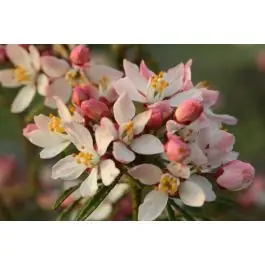 Choisya Apple Blossom | Bestseller
