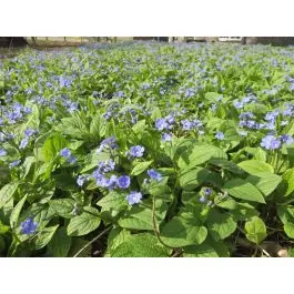 Prijsverlaging - Omphalodes verna