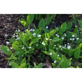 Omphalodes Alba | Bestel nu