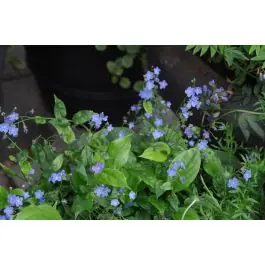 Veel gevraagd | Omphalodes Cherry Ingram