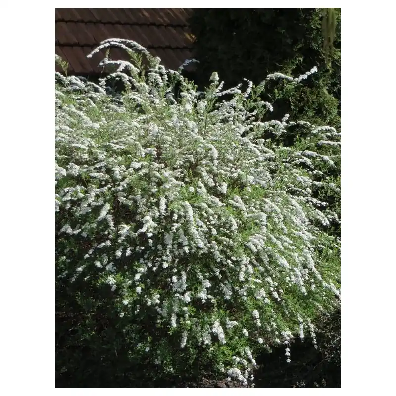 Tijdelijk aanbod - Spiraea Grefsheim