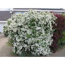 Spiraea vanhouttei - Fabrieksprijs