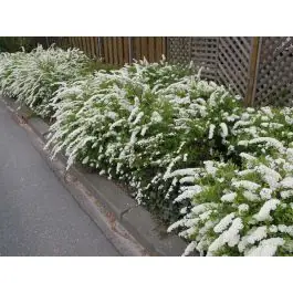 Spiraea arguta - Bijna uitverkocht