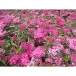 Veel gekozen - Spiraea Anthony Waterer