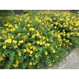 Prijsverlaging - Hypericum Hidcote